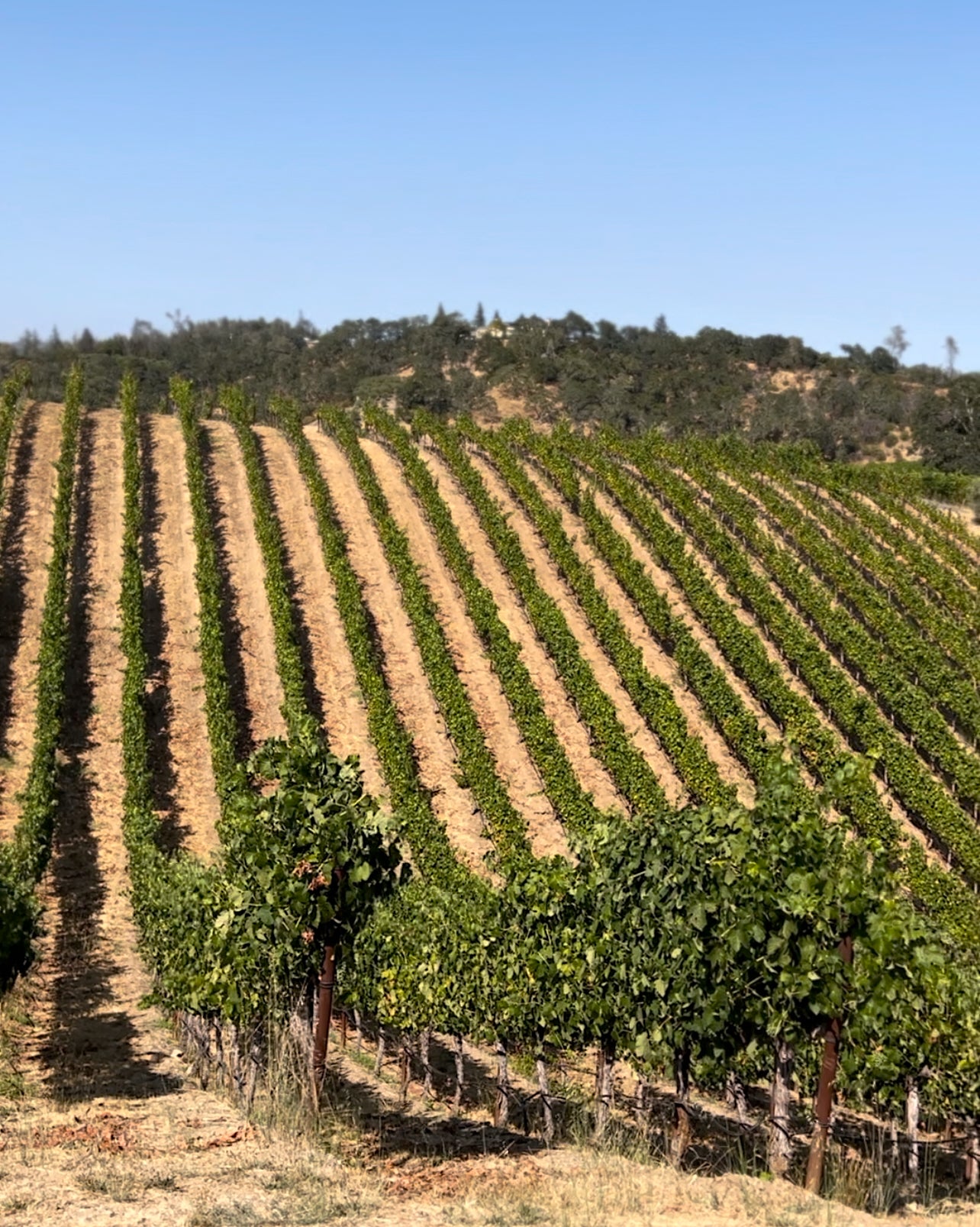 Back to School with FOY: Sip, Study, and Succeed in Style!